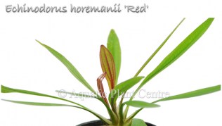 Echinodorus horemanii Red